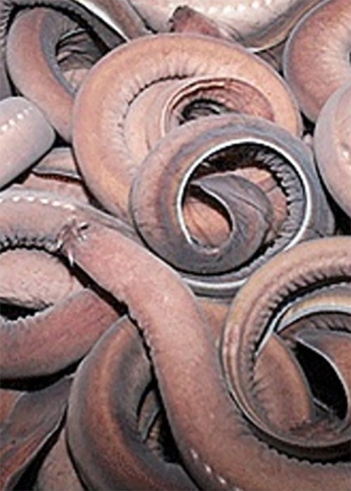 활미국산곰장어(1kg)