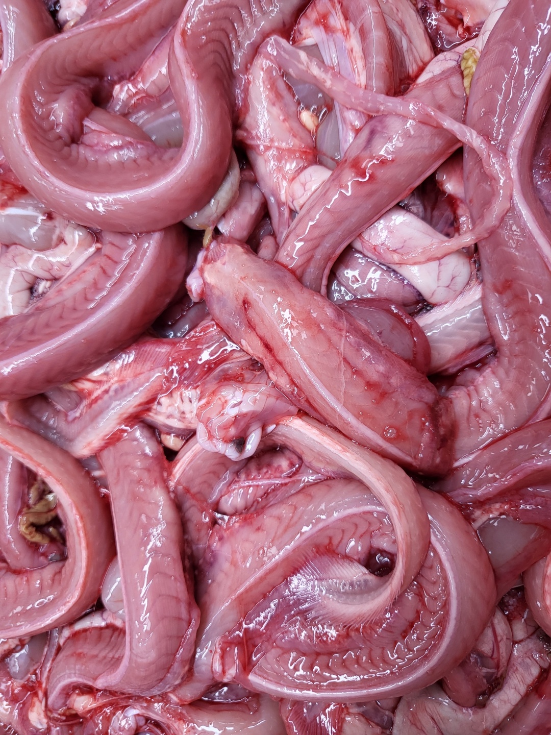 활미국산곰장어(1kg)