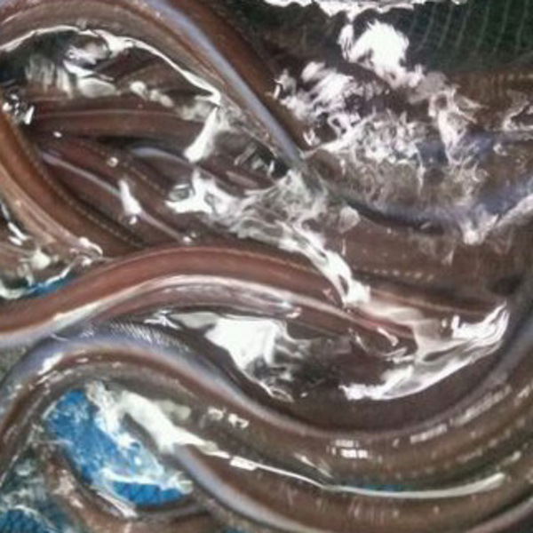 활꼼장어(1kg)