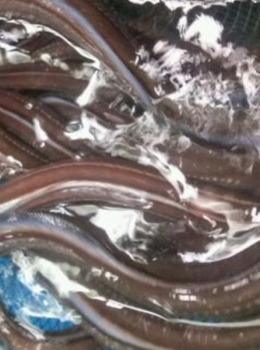 활꼼장어(1kg)