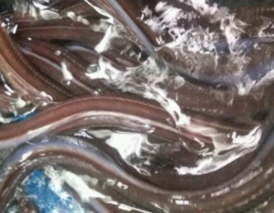 활꼼장어(1kg)